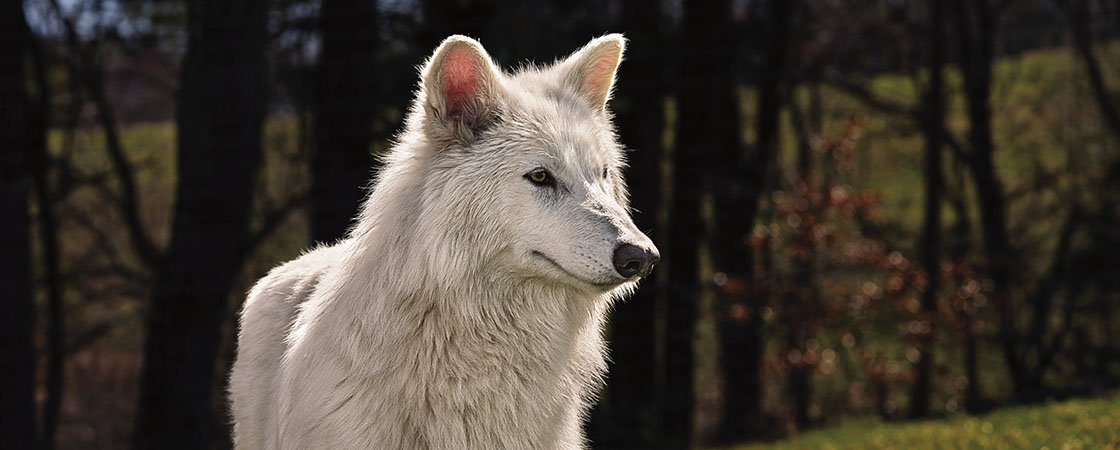 Image of a dire wolf