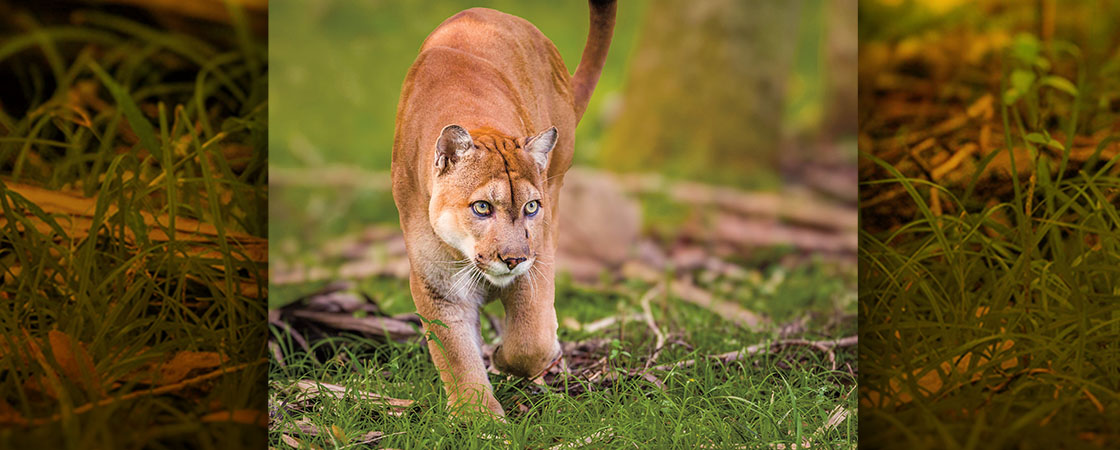 Image of panther outdoors